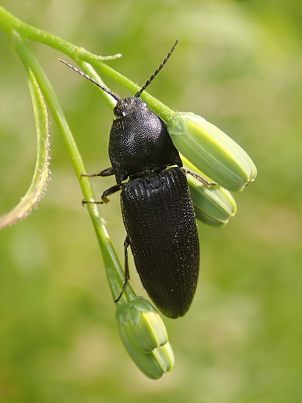 Elateridae: Melanotus punctolineatus? S (cfr.), femmina.